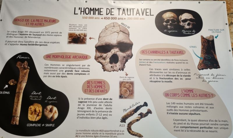 El Hombre de Tautavel Hombre de Tautavel proporcionó información muy valiosa sobre la evolución de los humanos en Europa. La antigüedad de estos restos se datan en aproximadamente 450.000 años.
