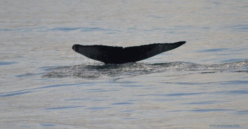 Así se despidió nuestra primera ballena Vista de la cola de una ballena jorobada sumergiéndose en el agua en la bahía de Skjálfandi, en Husavik