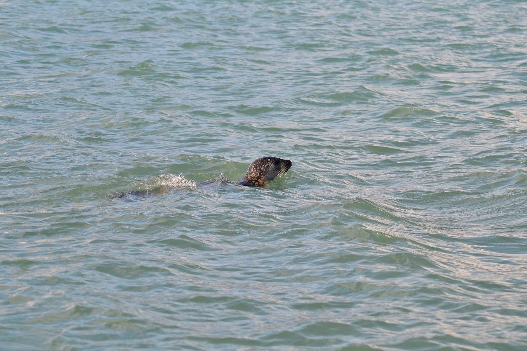 Foca en Jökulsarlón Islandia (día 4): los glaciares del sudeste
