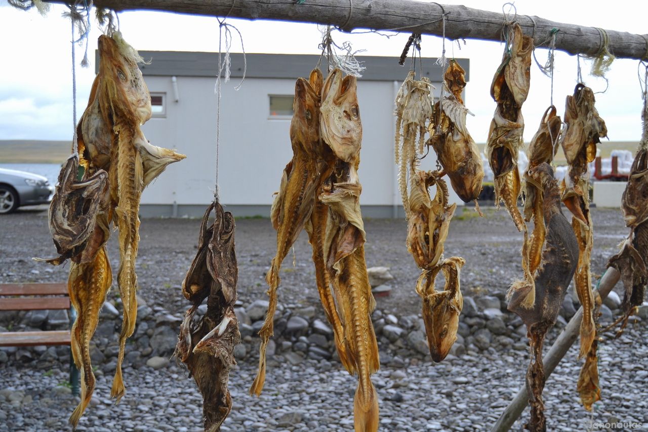 Detalle del pescado puesto a secar Islandia (día 9): la península de las focas