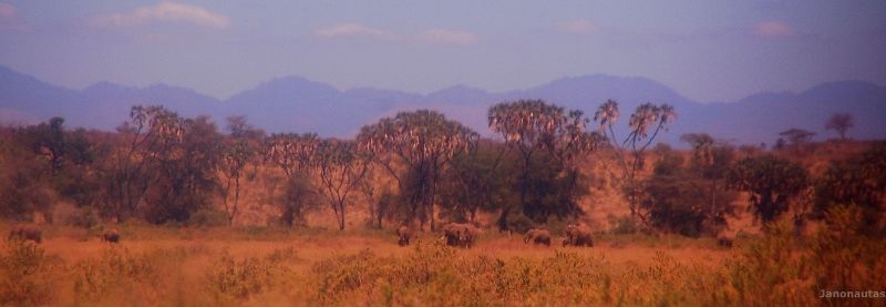 Primeros animales a la entrada de la reserva Safari en Samburu
