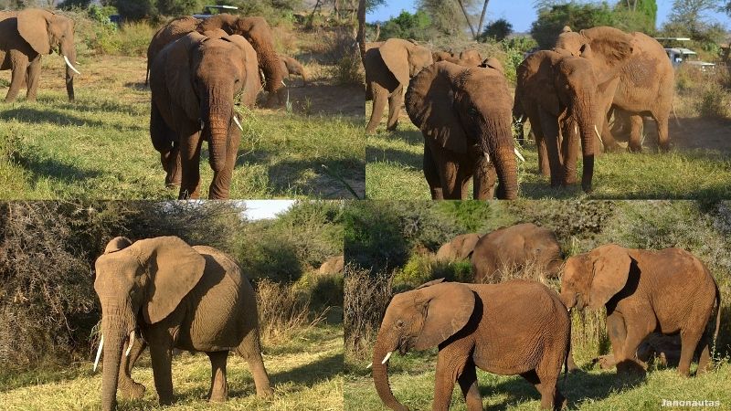 La manada de elefantes Safari en Samburu
