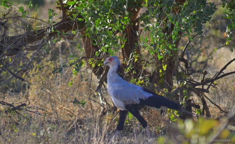 El pájaro secretario Safari en Samburu