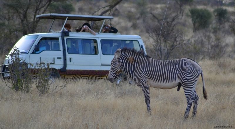 La cebra de Grevy posando para los fotógrafos Safari en Samburu