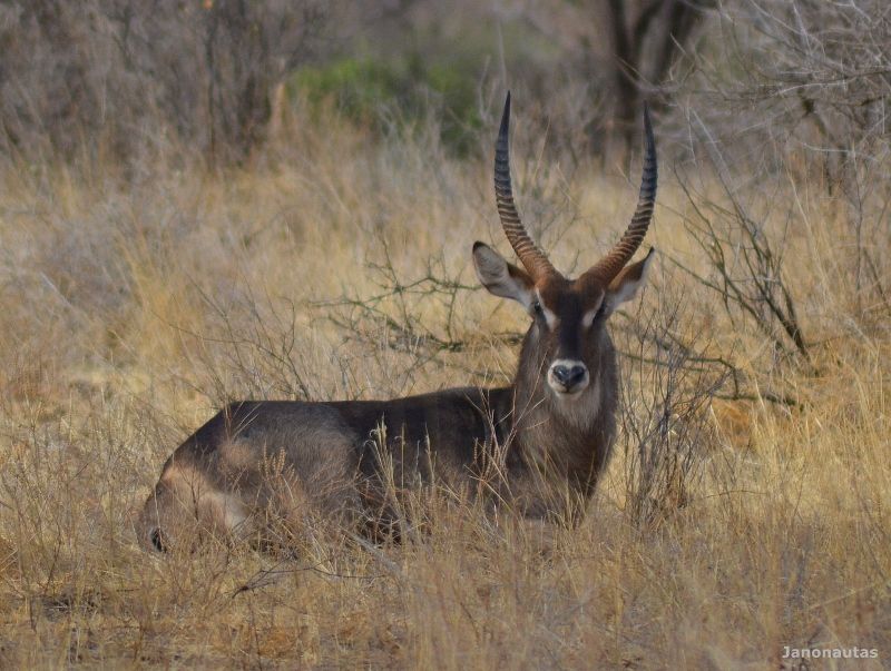 Un cobo tranquilamente tumbado Safari en Samburu