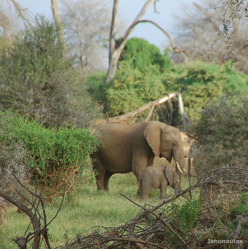 Una madre y su cria Safari en Samburu