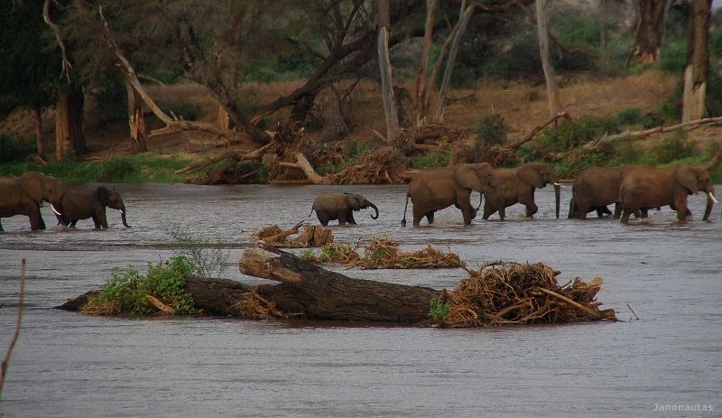 Detalle de la manada cruzando el río Safari en Samburu